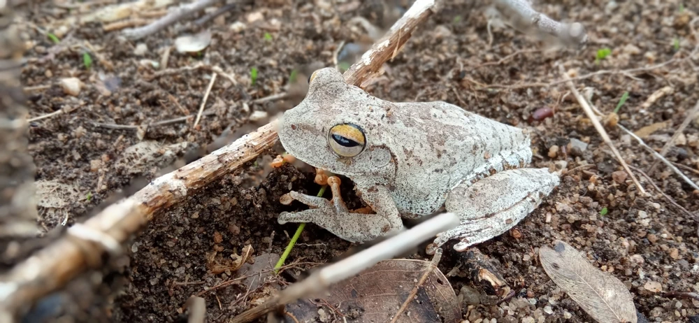 Goldstreifen-Laubfrosch (Hyla chrysoscelis)