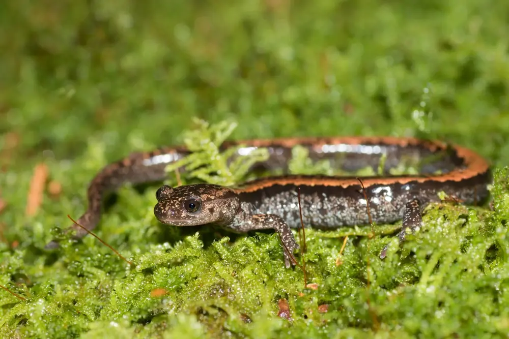 Goldstreifen-Salamander (Chioglossa lusitanica)