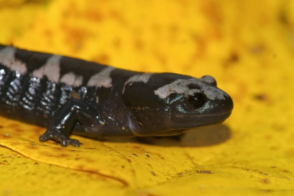 Granularer Salamander (Ambystoma opacum)