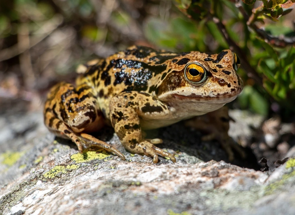 Grasfrosch (Rana temporaria)