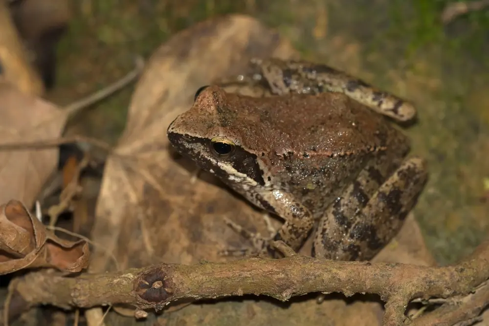 Griechischer Frosch (Rana graeca)