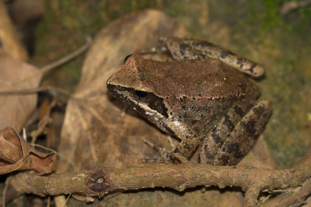 Griechischer Frosch (Rana graeca)