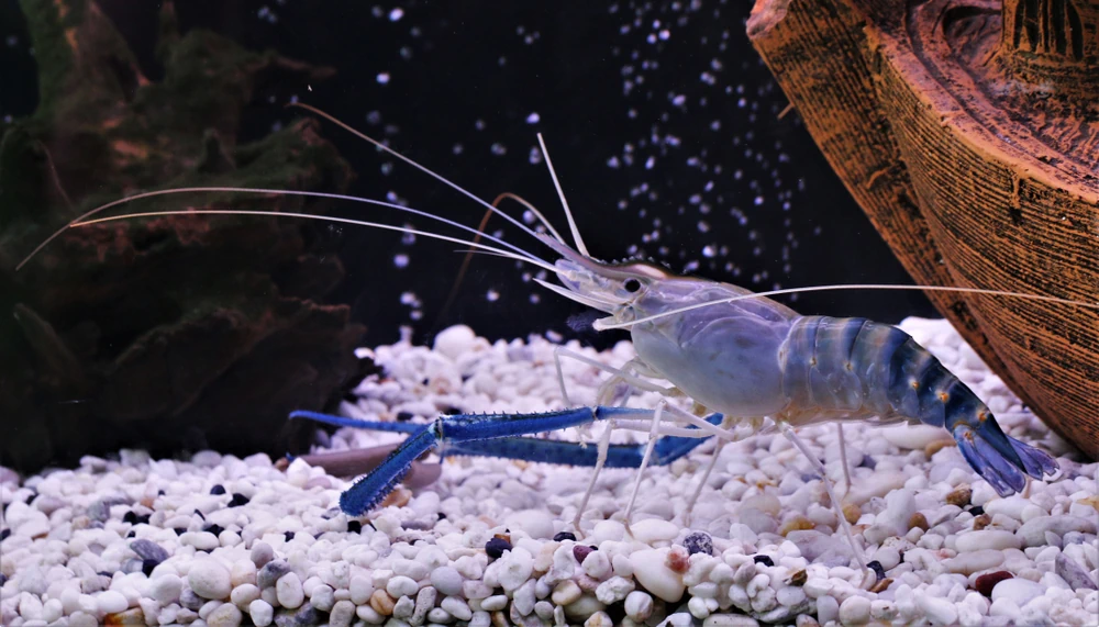 Großarmgarnele (Macrobrachium rosenbergii)