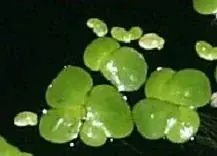 Große Teichlinse (Spirodela polyrhiza)