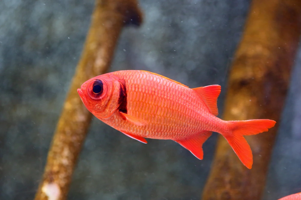 Großkopf-Soldatenfisch (Myripristis berndti)