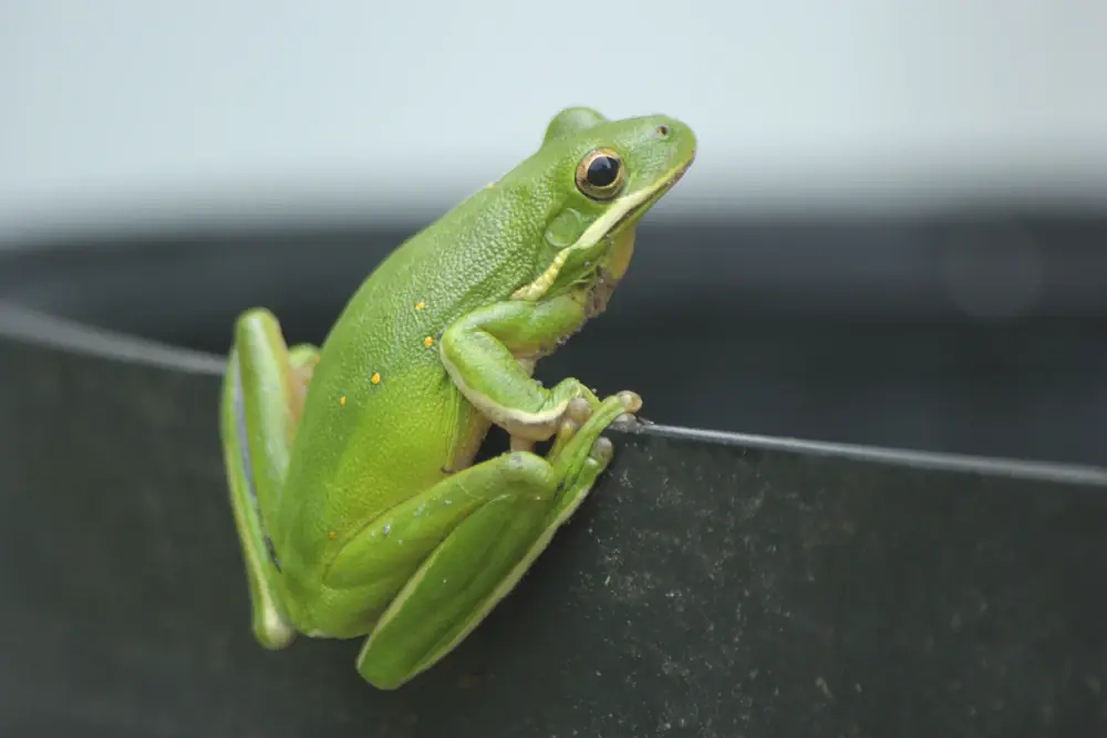 Grüner Baumfrosch (Hyla cinerea)