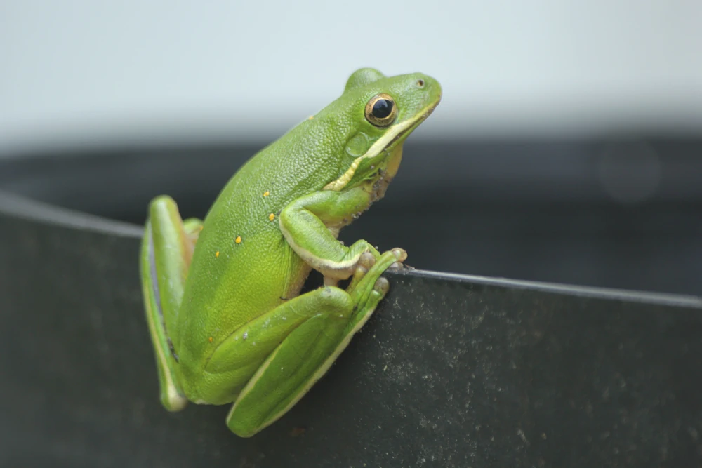 Grüner Baumfrosch (Hyla cinerea)