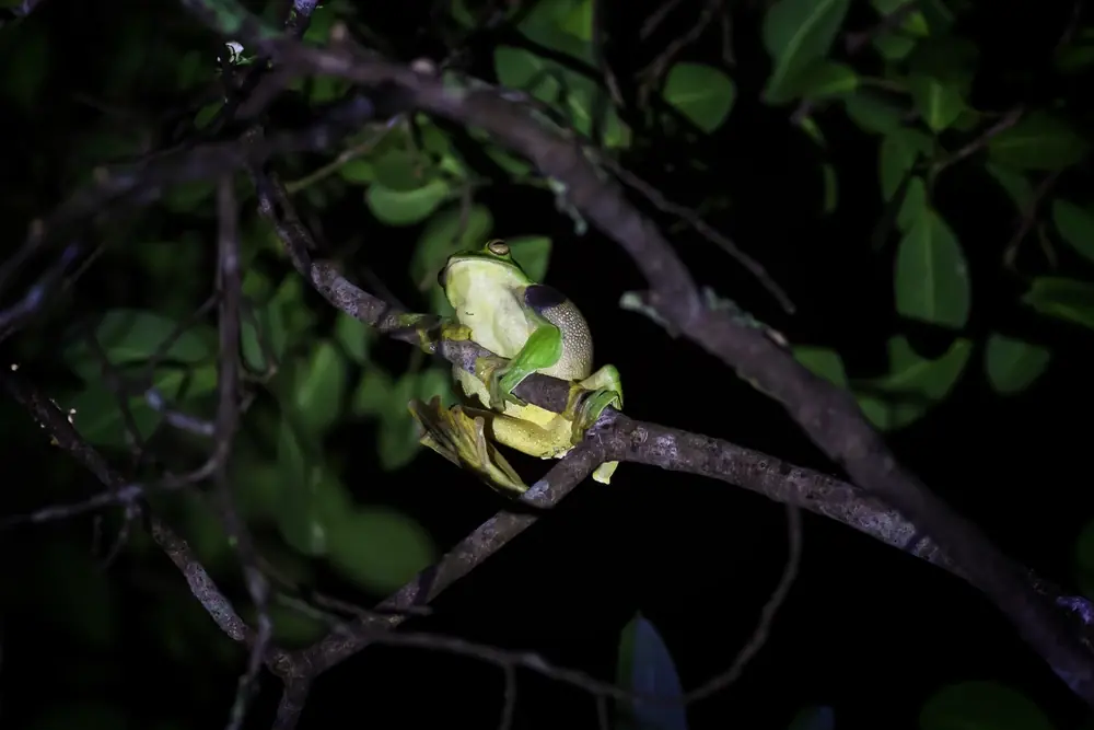 Grüner Riesenlaubfrosch (Rhacophorus maximus)