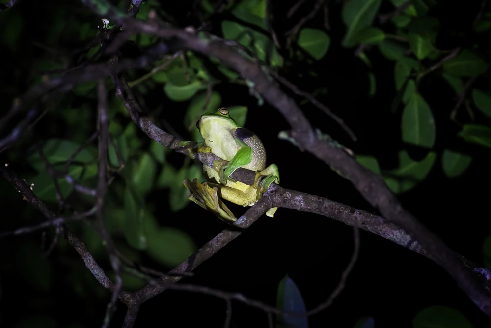 Grüner Riesenlaubfrosch (Rhacophorus maximus)