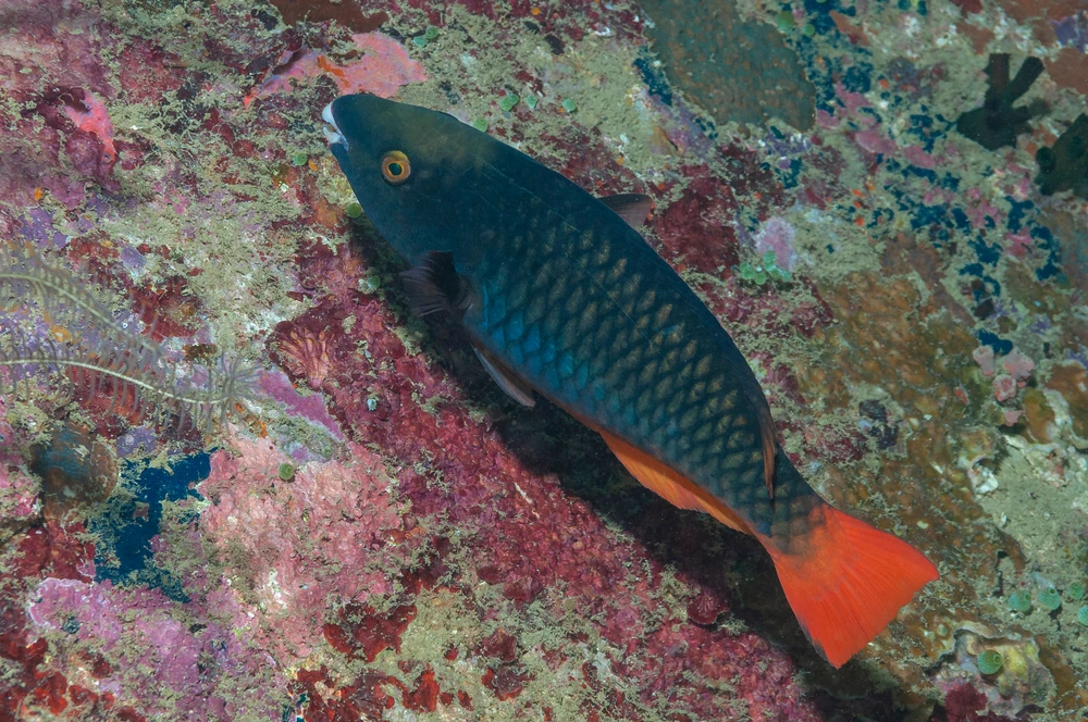 Grünkopf-Papageifisch (Scarus tricolor)