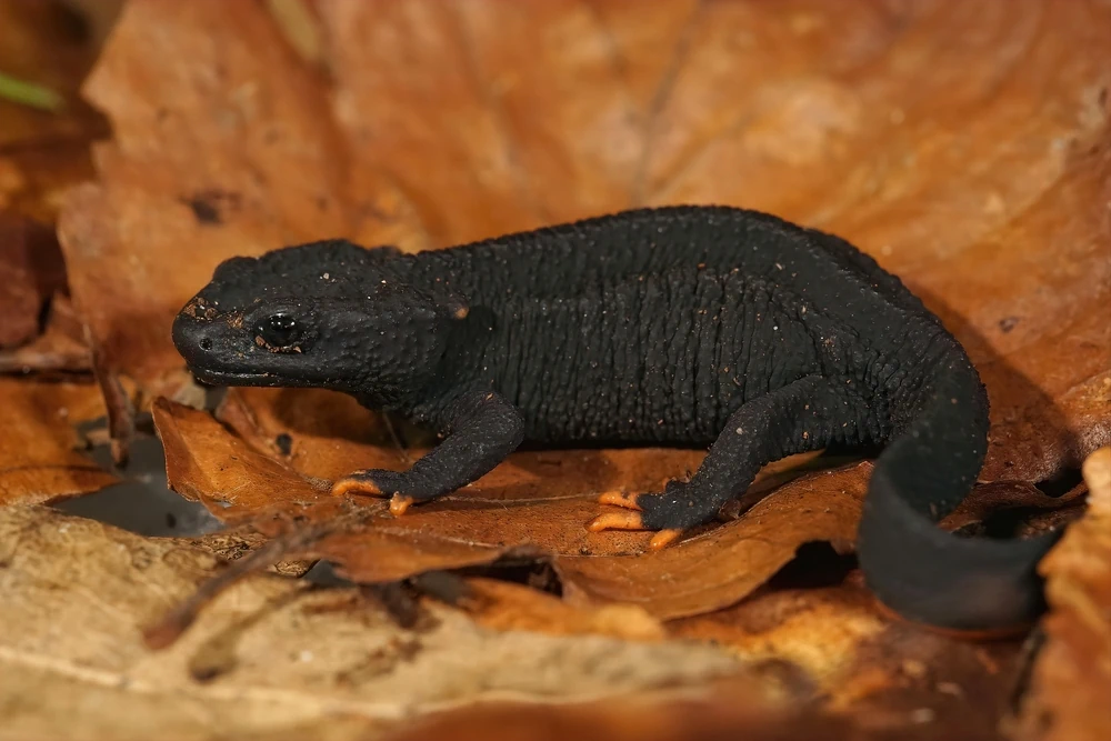 Guangxi-Krokodilmolch (Tylototriton lizhenchangi)