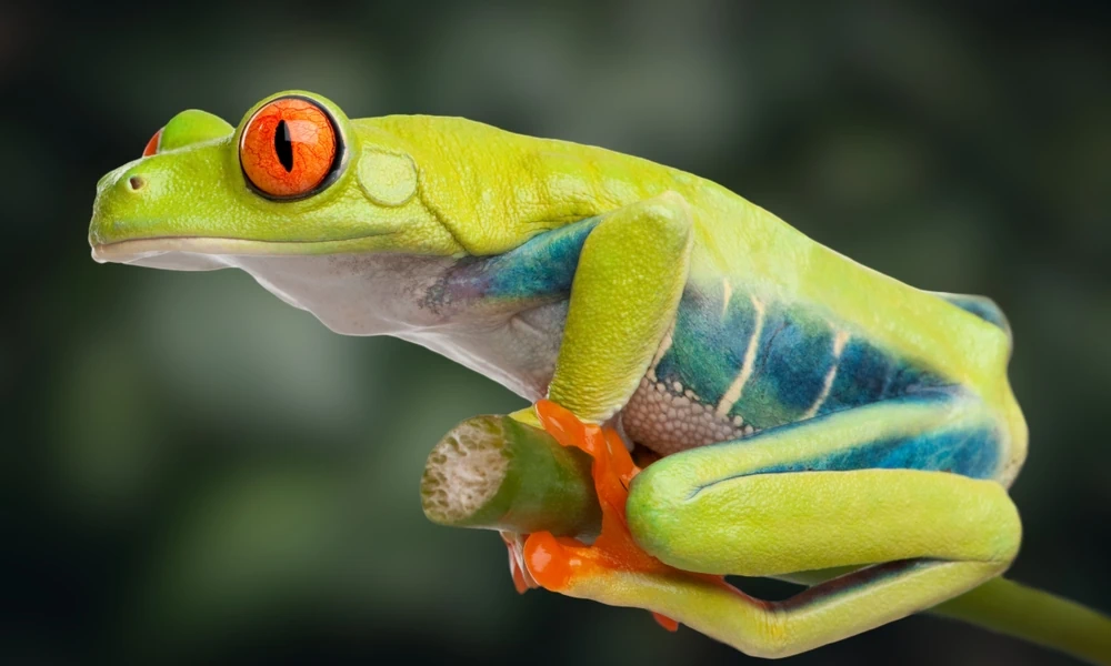 Guatemala-Laubfrosch (Agalychnis moreletii)