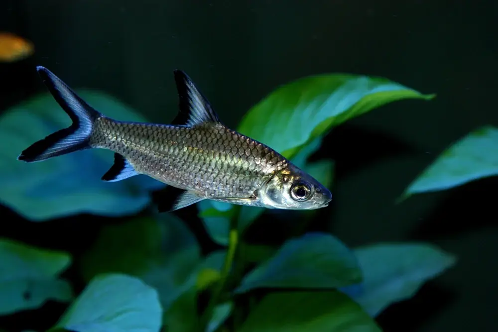 Haibarbe (Balantiocheilos melanopterus)