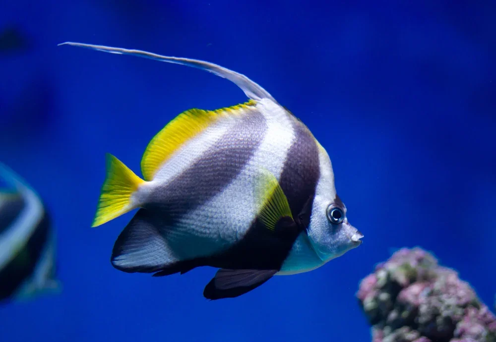 Halfterfisch (Heniochus acuminatus)