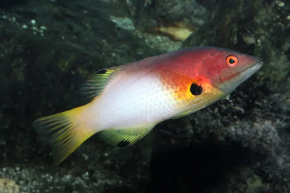 Bodianus axillaris