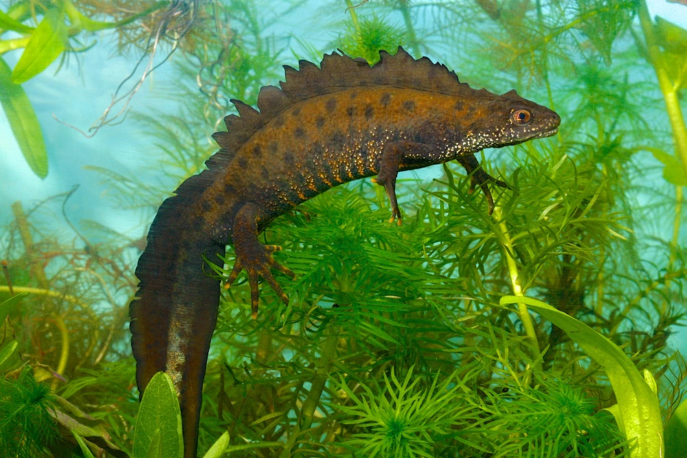 Haubenmolch (Triturus cristatus)