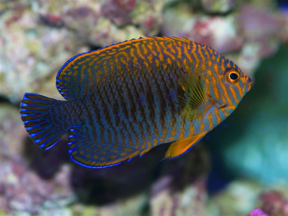 Hawaii-Zwergkaiserfisch (Centropyge potteri)