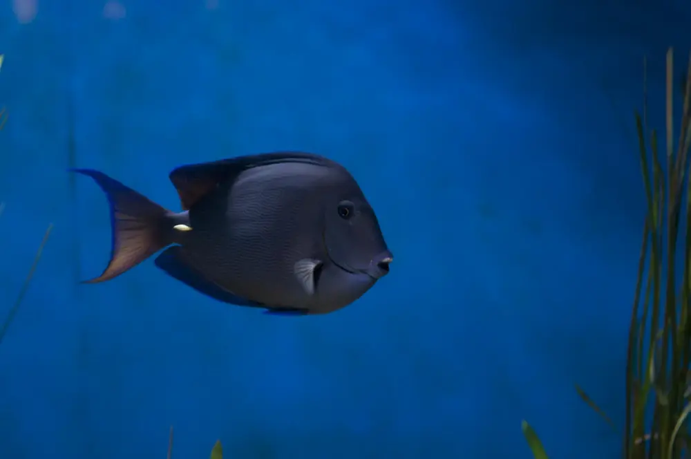 Hawaiidoktorfisch (Ctenochaetus hawaiiensis)