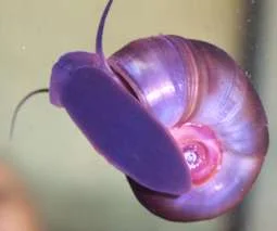 Heimische Posthornschnecke