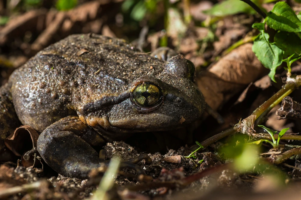 Himalaya-Frosch (Nanorana liebigii)