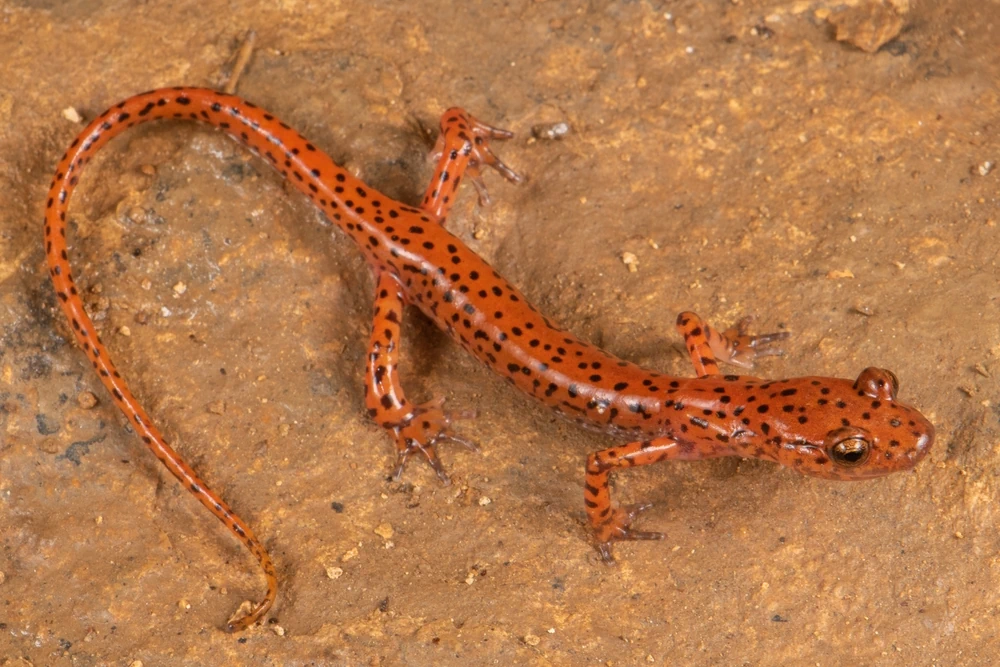 Höhlen-Salamander (Eurycea lucifuga)