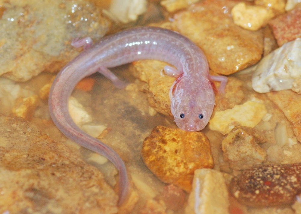 Höhlen-Salamander (Eurycea spelaea)