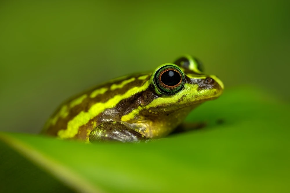 Honigfrosch (Ranoidea aurea)