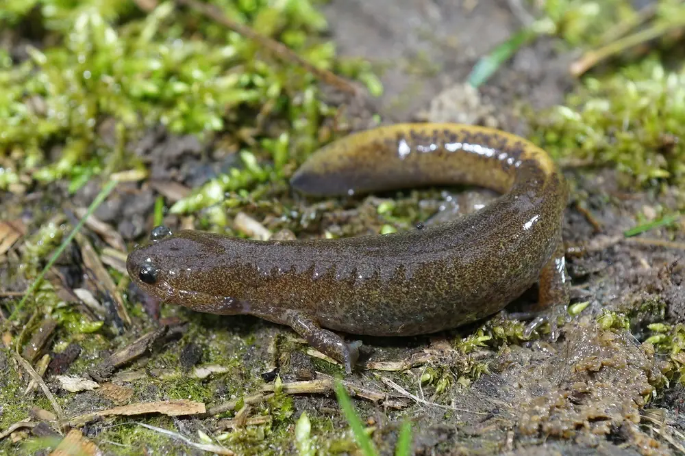 Honshu-Feuersalamander (Hynobius nebulosus)