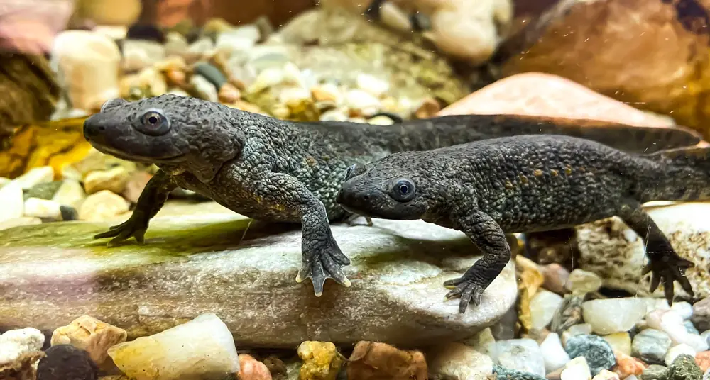 Iberischer Rippenmolch (Pleurodeles waltl)