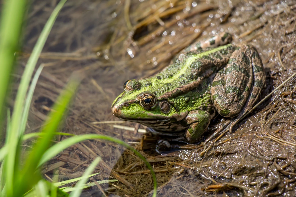 Iberischer Wasserfrosch (Pelophylax perezi)