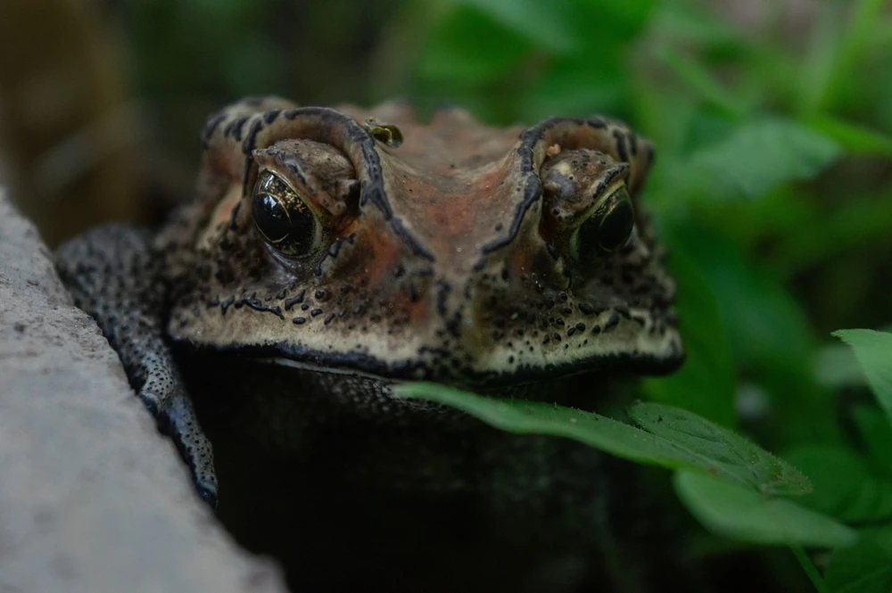 Indischer Pfeilgiftfrosch (Duttaphrynus melanostictus)