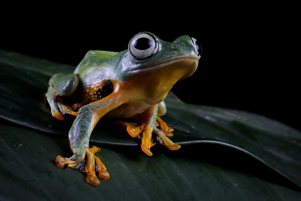 Indonesischer Flugfrosch (Rhacophorus reinwardtii)