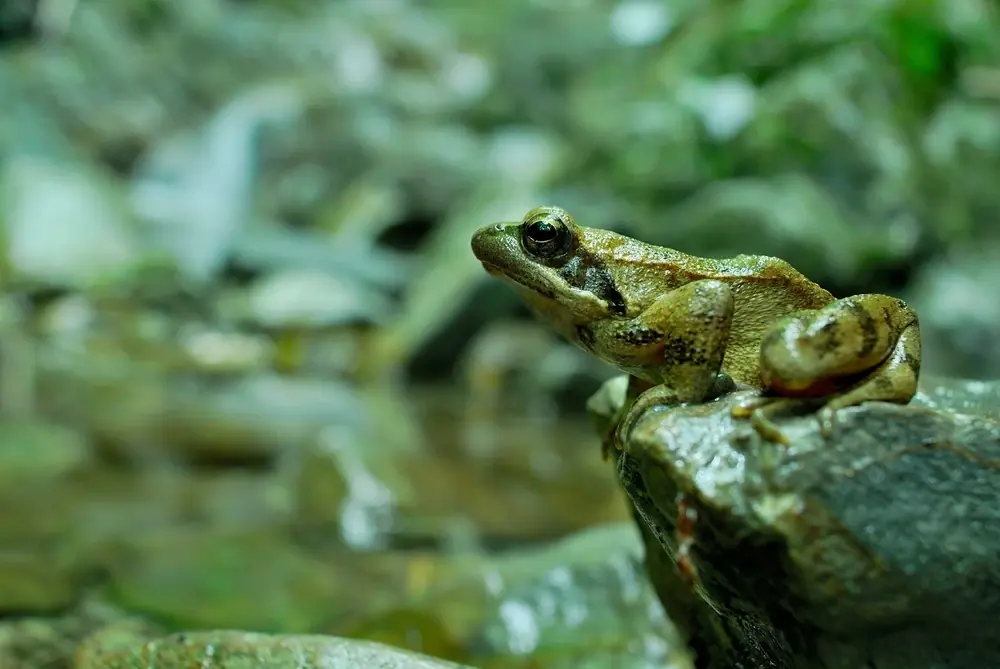 Italienischer Springfrosch (Rana italica)