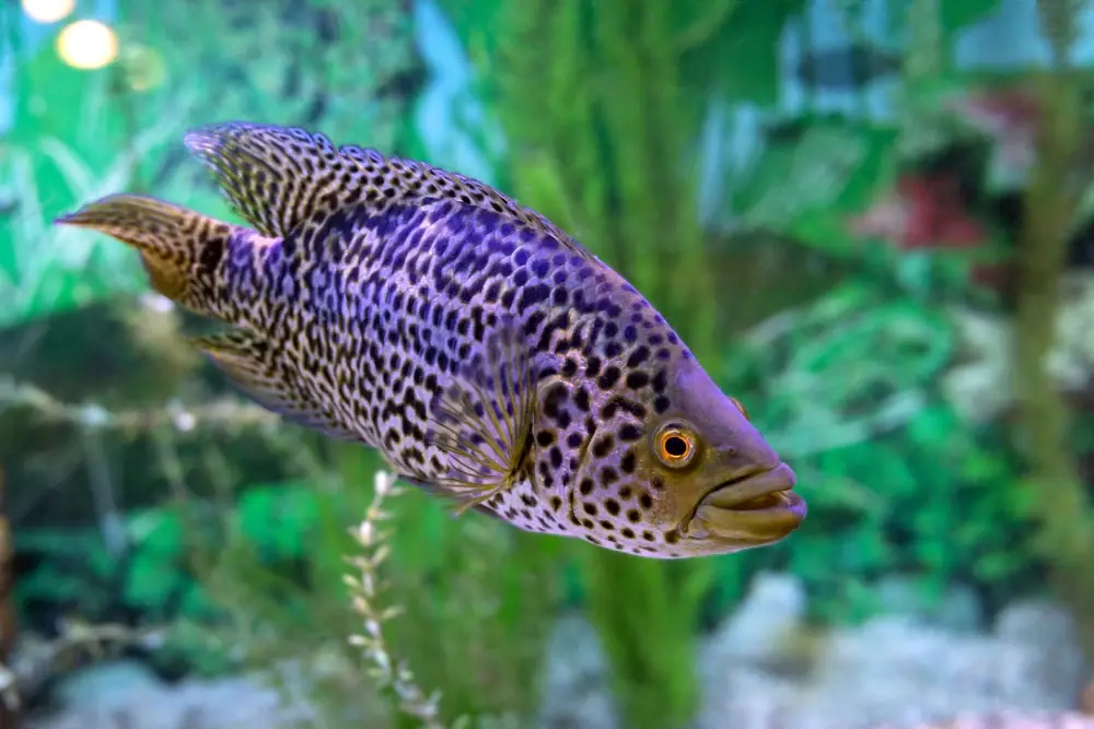 Jaguarbuntbarsch (Parachromis managuensis)