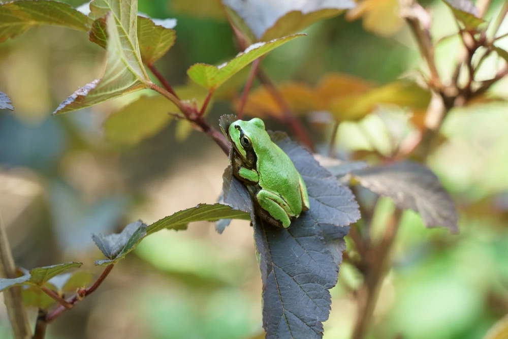 Japanischer Laubfrosch (Dryophytes japonicus)