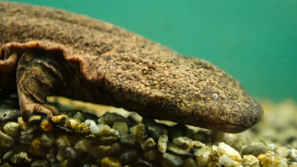 Japanischer Riesensalamander (Andrias japonicus)