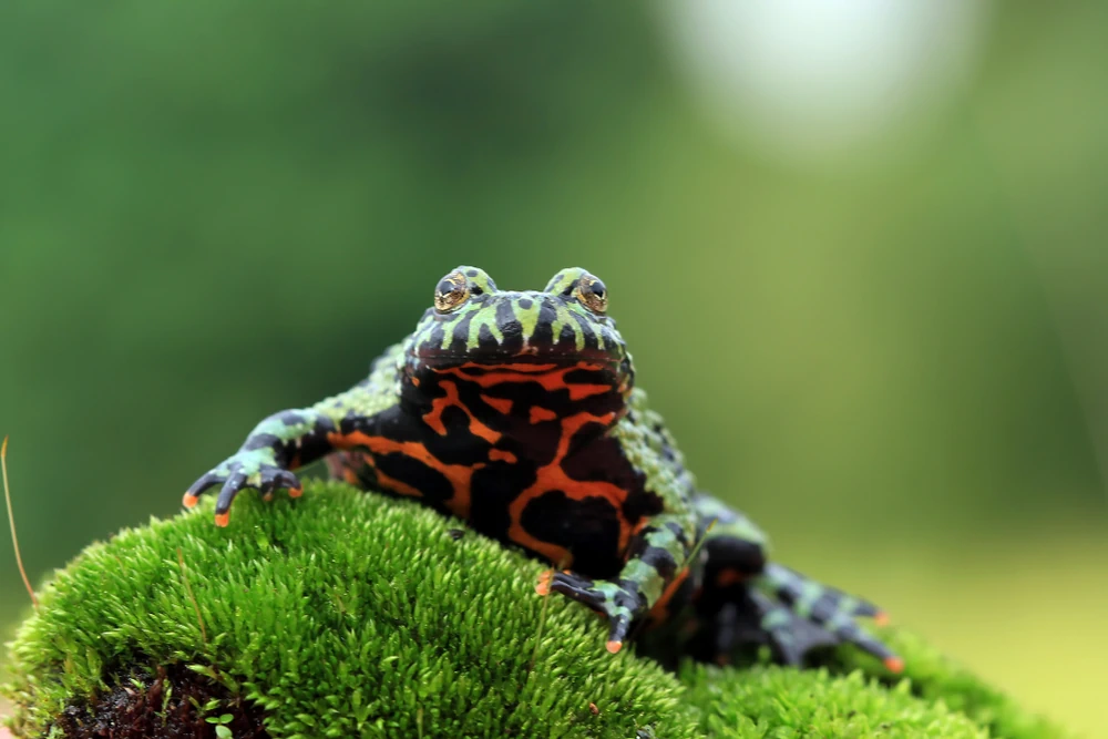 Japanischer Rotbauchfrosch (Bombina orientalis)