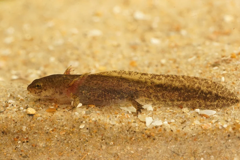 Jeju-Feuersalamander (Hynobius quelpaertensis)