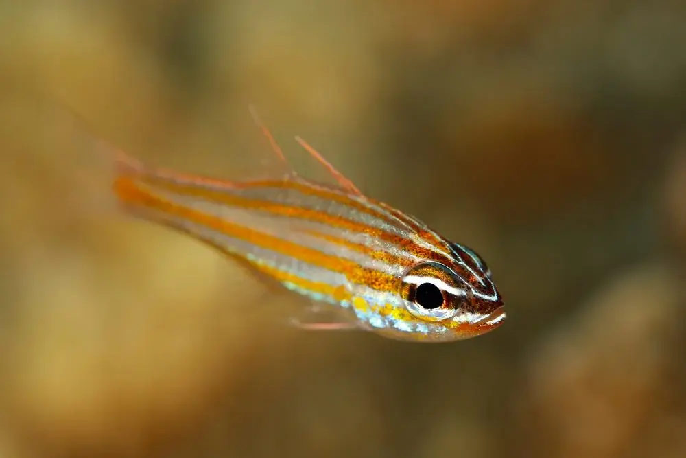 Apogon cyanosoma