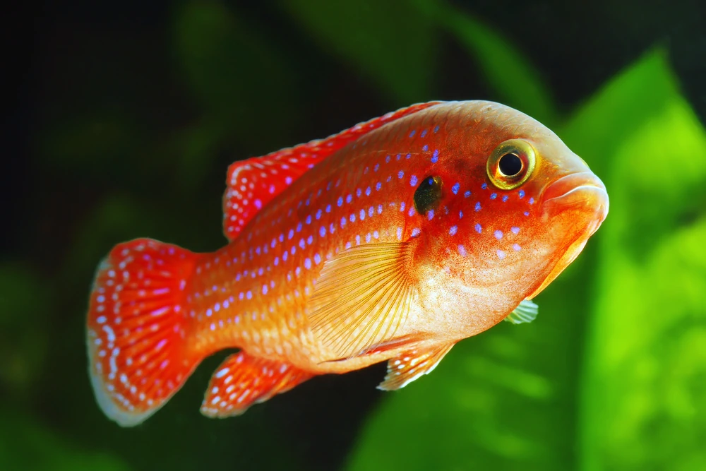 Juwelenbuntbarsch (Hemichromis bimaculatus)