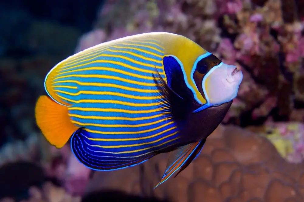 Kaiserbarsch (Pomacanthus imperator)