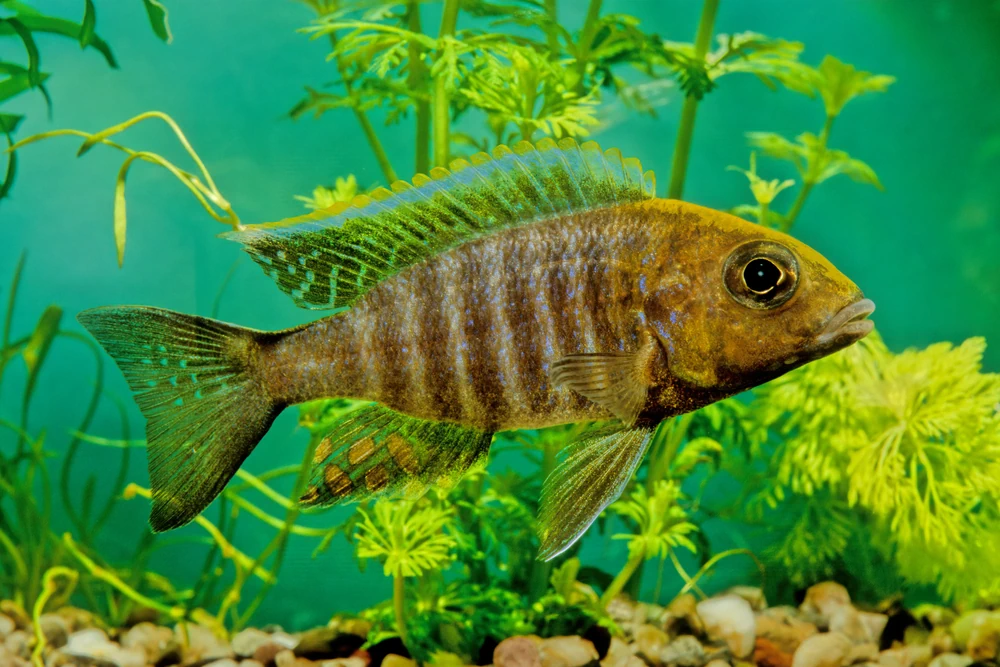 Kaiserbuntbarsch (Aulonocara jacobfreibergi)