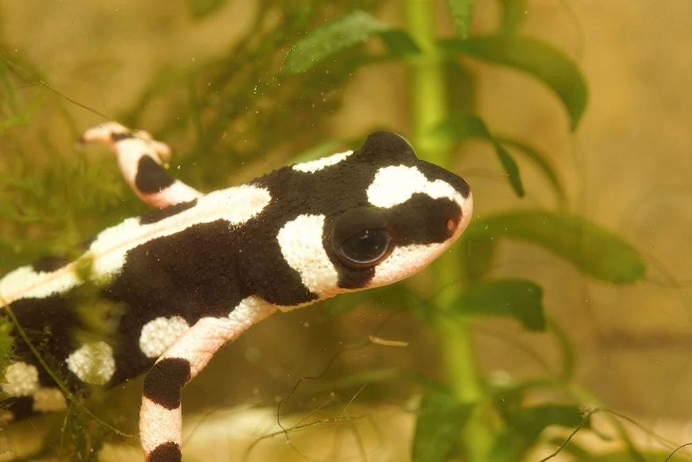 Kaisersalamander (Neurergus kaiseri)