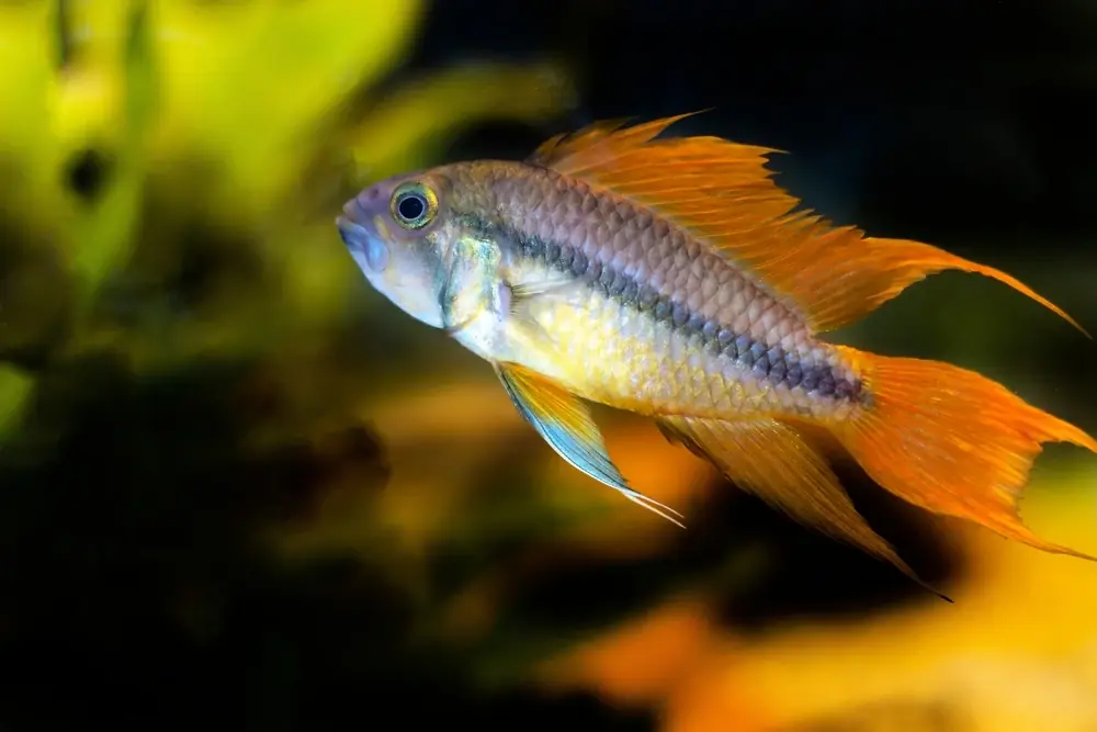 Kakadu-Zwergbuntbarsch (Apistogramma cacatuoides)