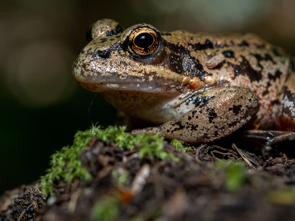 Kalifornischer Rotbeinfrosch (Rana draytonii)