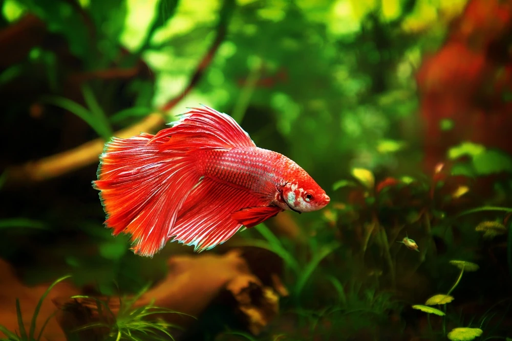 Kampffisch (Betta splendens)