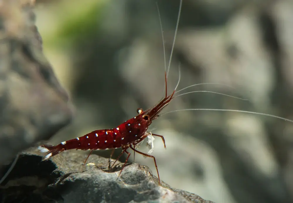 Kardinalsgarnele (Caridina dennerli)