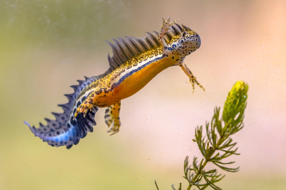 Kaukasischer Bergmolch (Ommatotriton vittatus)