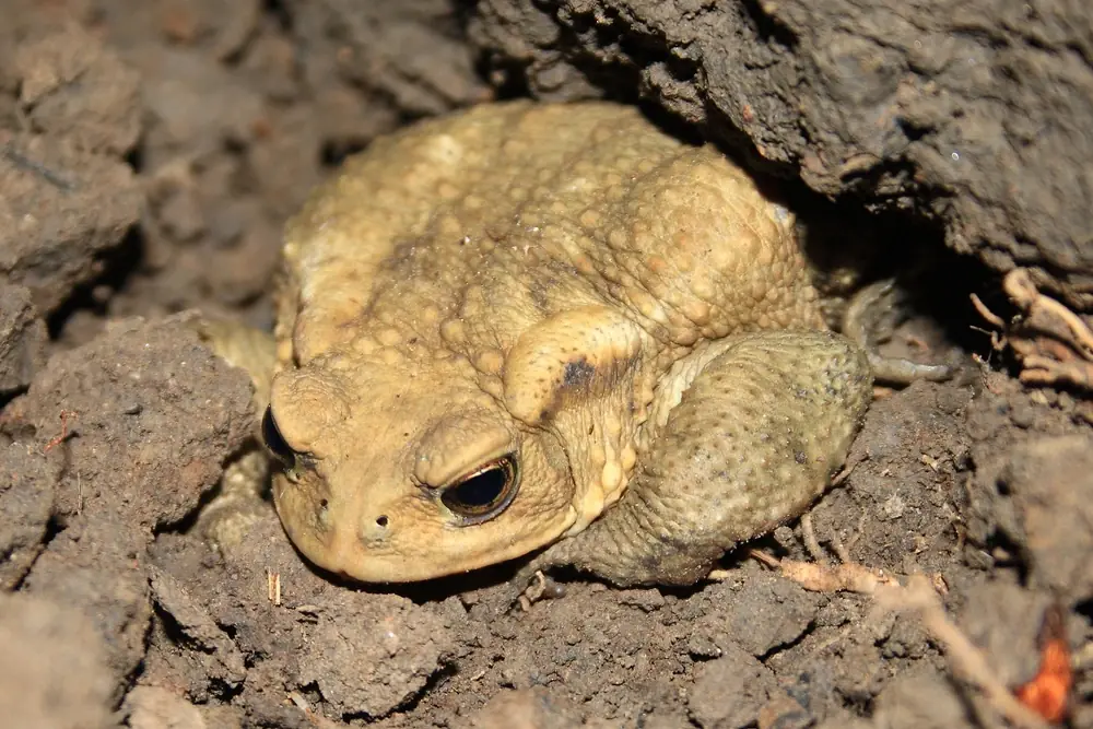 Kaukasischer Kreuzkröte (Bufo verrucosissimus)