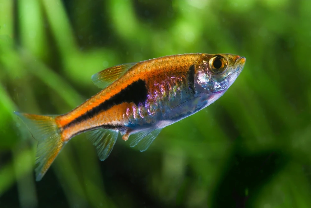 Keilfleckbärbling (Trigonostigma espei)